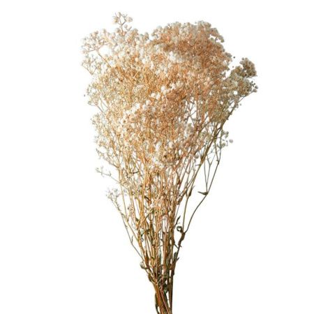 Сухоцвет Гипсофила белый 70-80см (70)