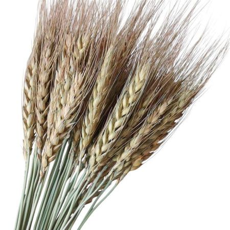 Сухоцвет Пшеница натуральный 60-70см (50)