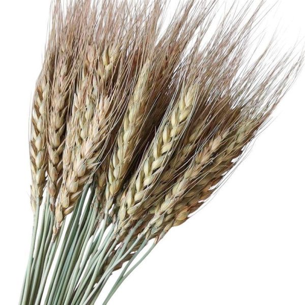 Сухоцвет Пшеница натуральный 60-70см (50)