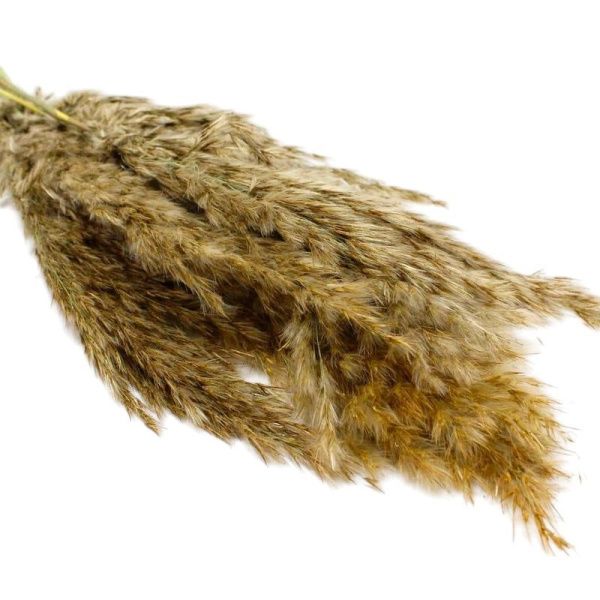 Сухоцвет Тростник натуральный 30см 4640108869190 (5)