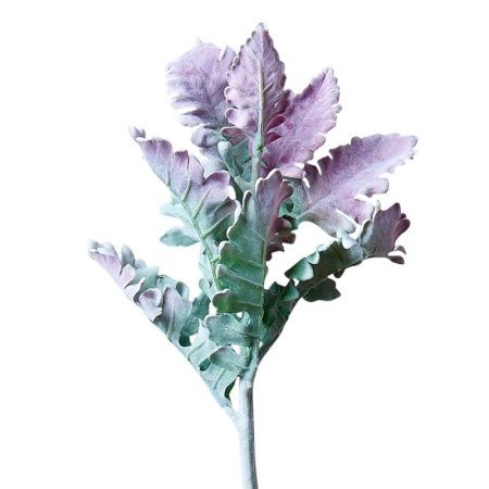 Цветы искусственные Ветка крестовника пепельного зеленый 38см