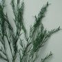 Декор Ветка аспарагуса триферн 100см ZHQ-35 (200)
