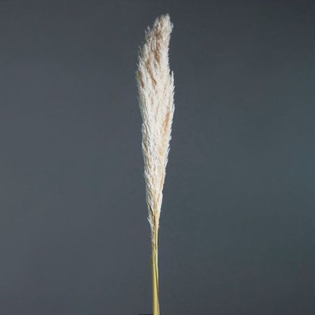 Сухоцвет Пампас пушистый (Кортадерия) натуральный 50-60см (50)