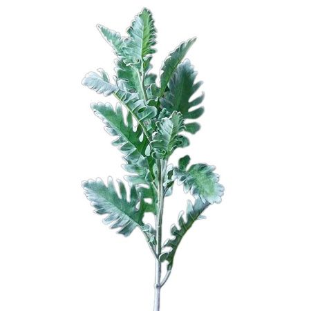 Цветы искусственные Ветка крестовник пепельного серо-зеленый 76см