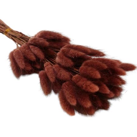 Сухоцвет Лагурус винный 60-70см (60)